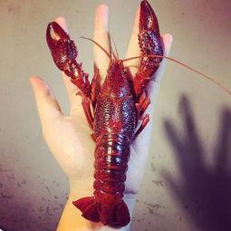 厦门龙虾爆料视频大全最新,最新爆料视频大盘点，美味瞬间尽收眼底